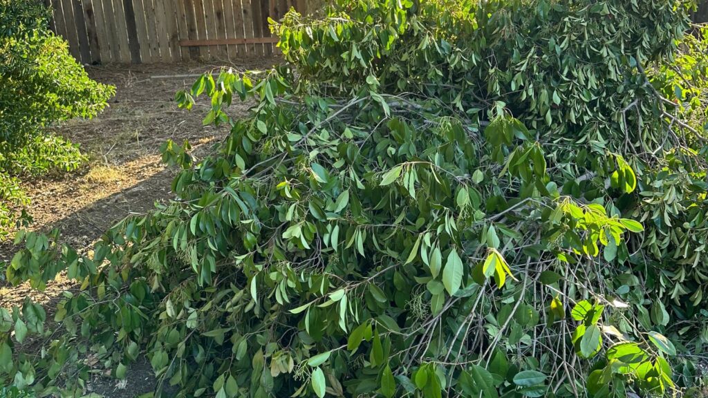 Storm debris removal in sacramento